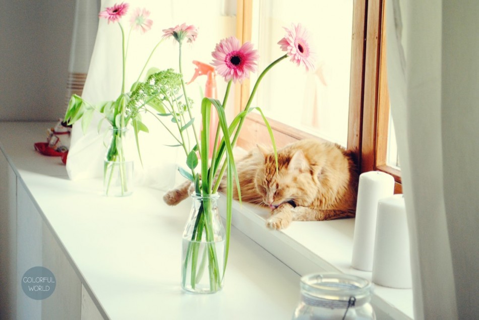 housewarming90_cat